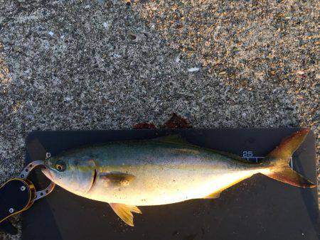 青物とヘチ釣り